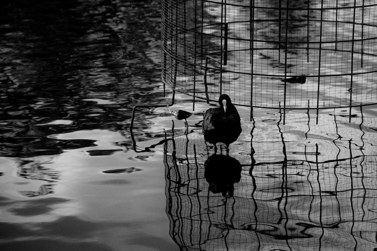 Черные не отражаются. Отражение чёрно белое. Черное отражение. Отражение черное и белое. Чёрно-белые птицы на озере.