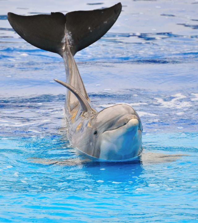 Дельфины - красивые картинки (100 фото)