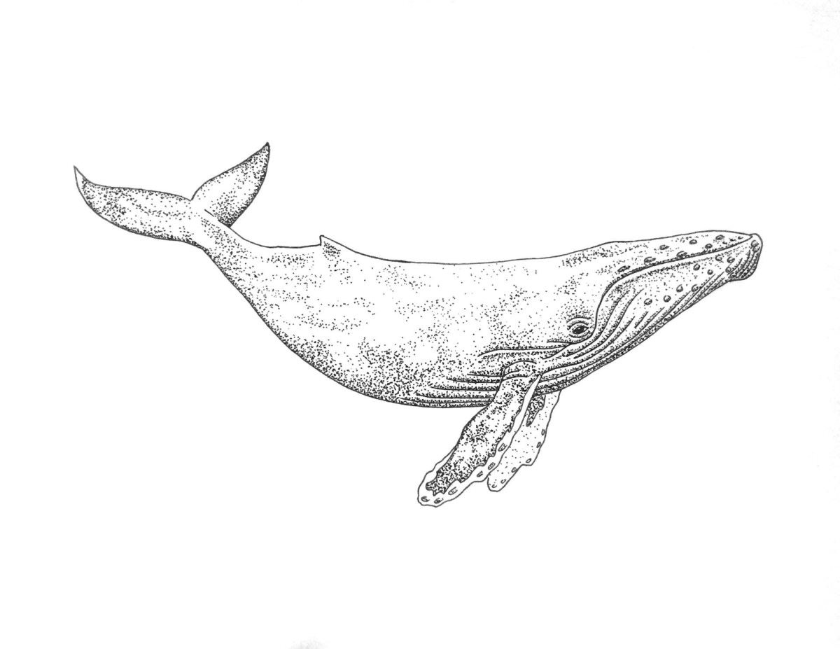 Эскизы кита (75 фото)