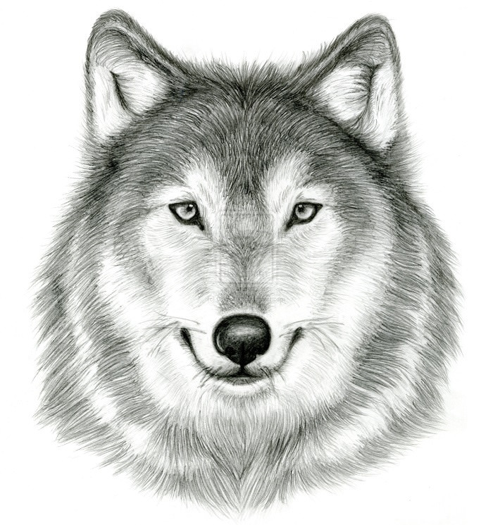 Эскизы волка (75 фото)