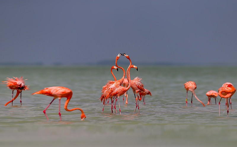 Фламинго - красивые картинки (100 фото)