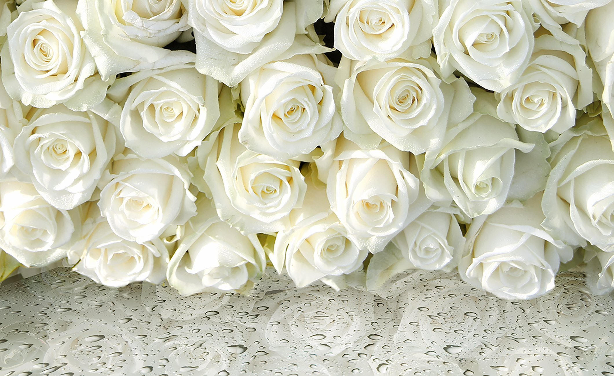 Фон белые розы (75 фото)