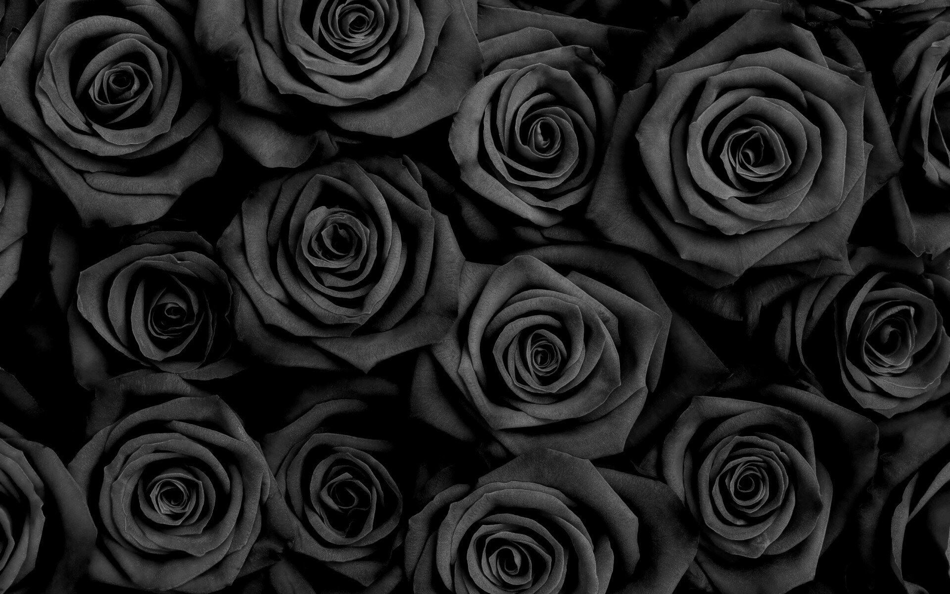Фон черные розы (70 фото)