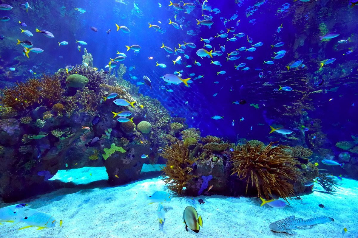 Фон для аквариума море (70 фото)