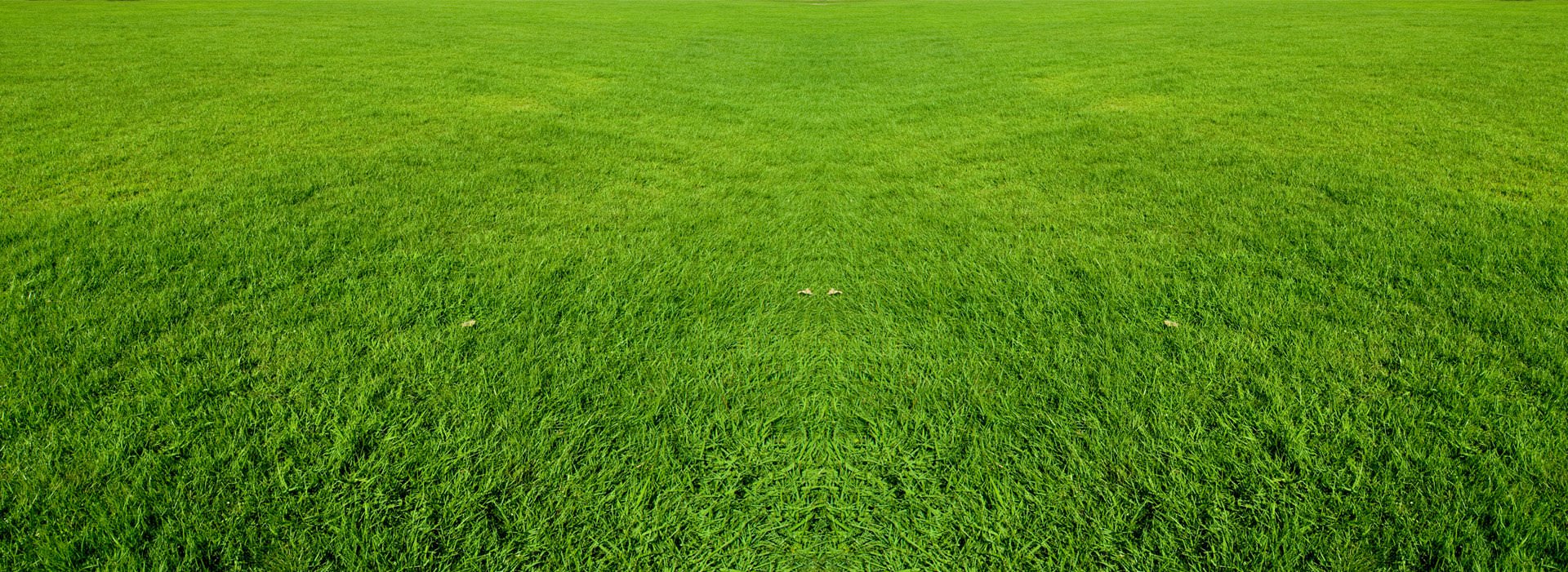 Grass Ozon