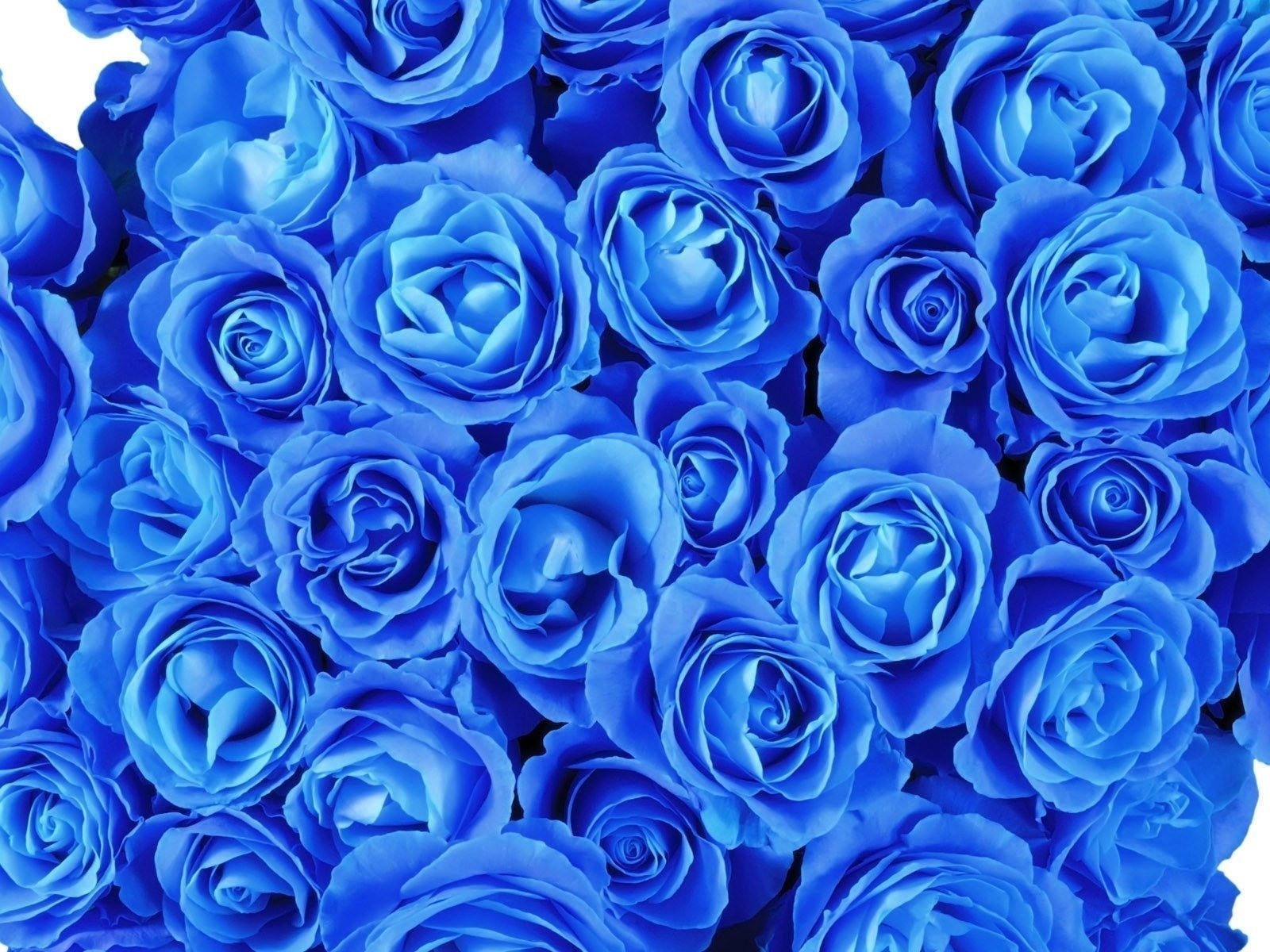 Фон голубые розы (75 фото)