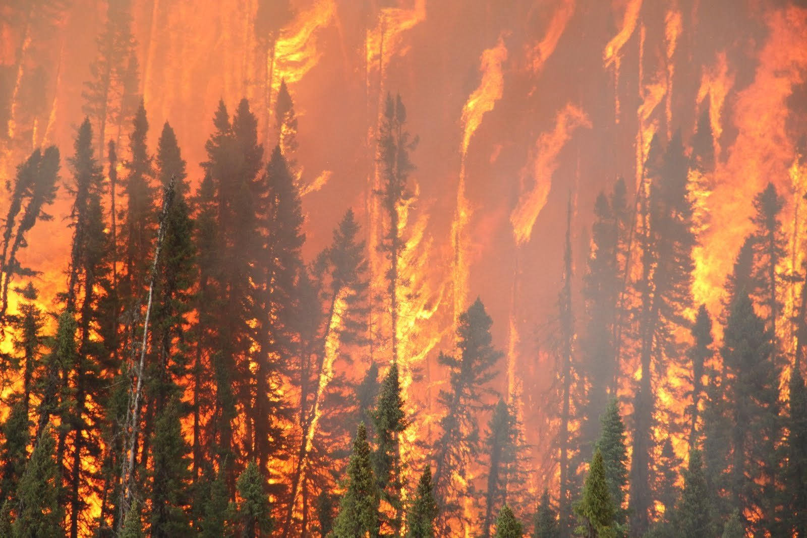 Фон горящего леса (75 фото)
