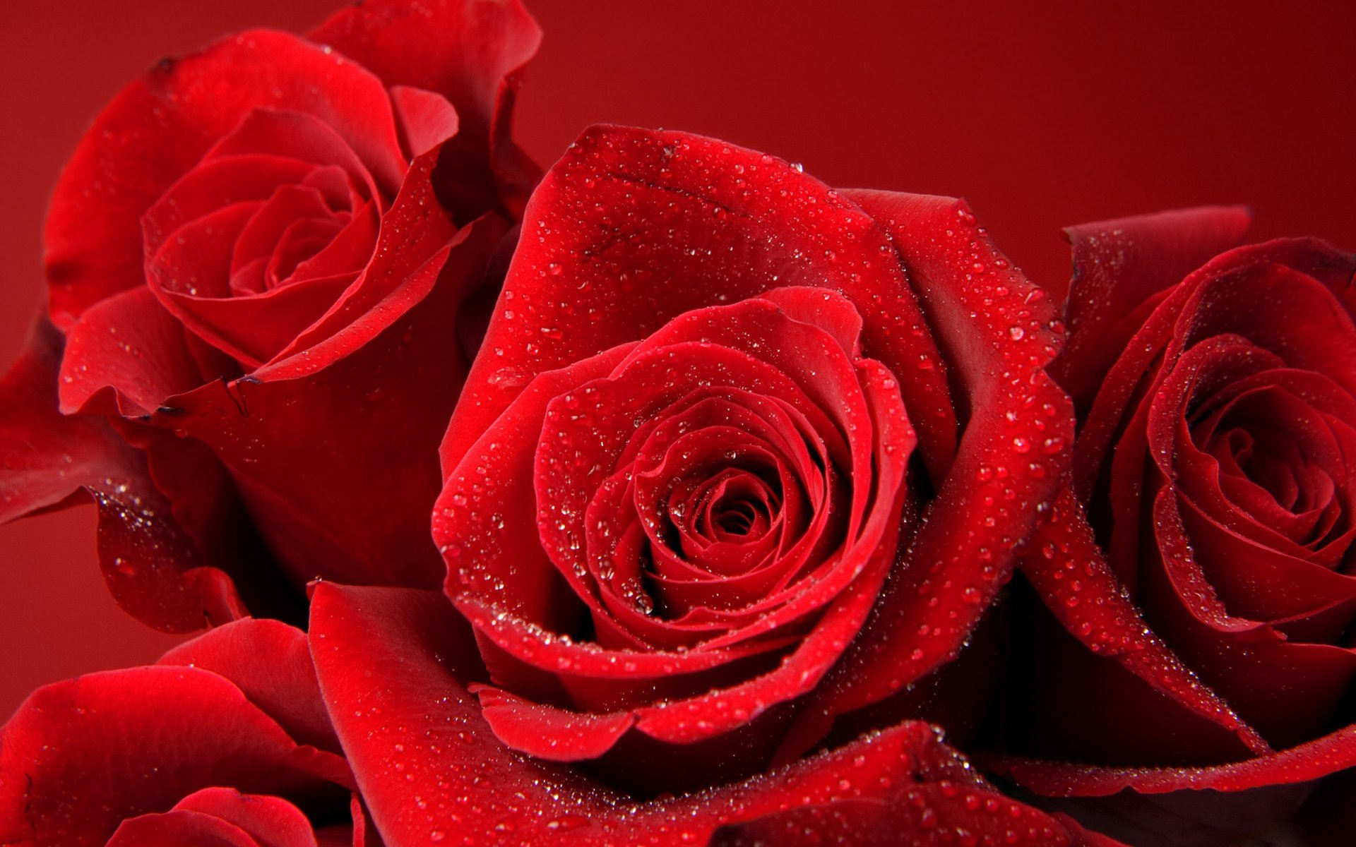Фон красные розы (75 фото)