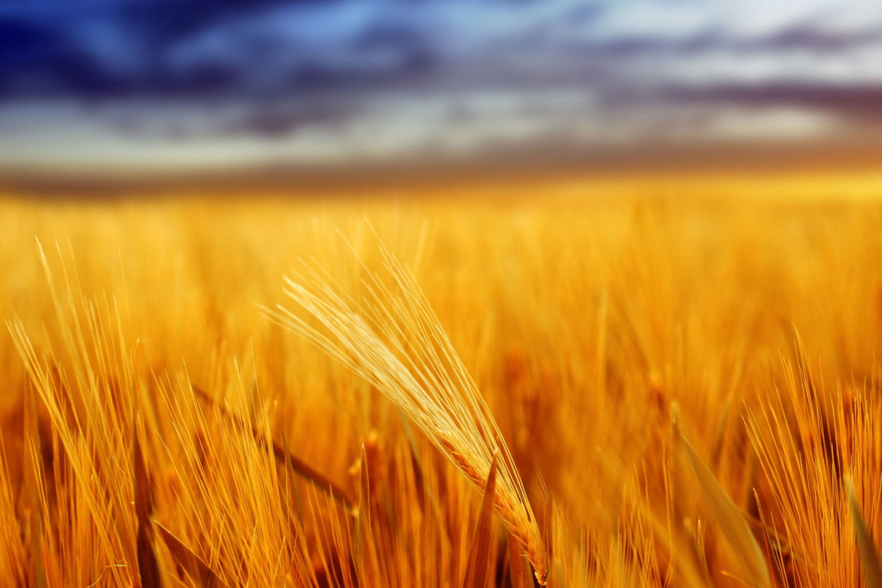 Пшеничный фон. Пшеничное поле Вангол. Поле рожь. Колосья пшеницы. Пшеница фон.
