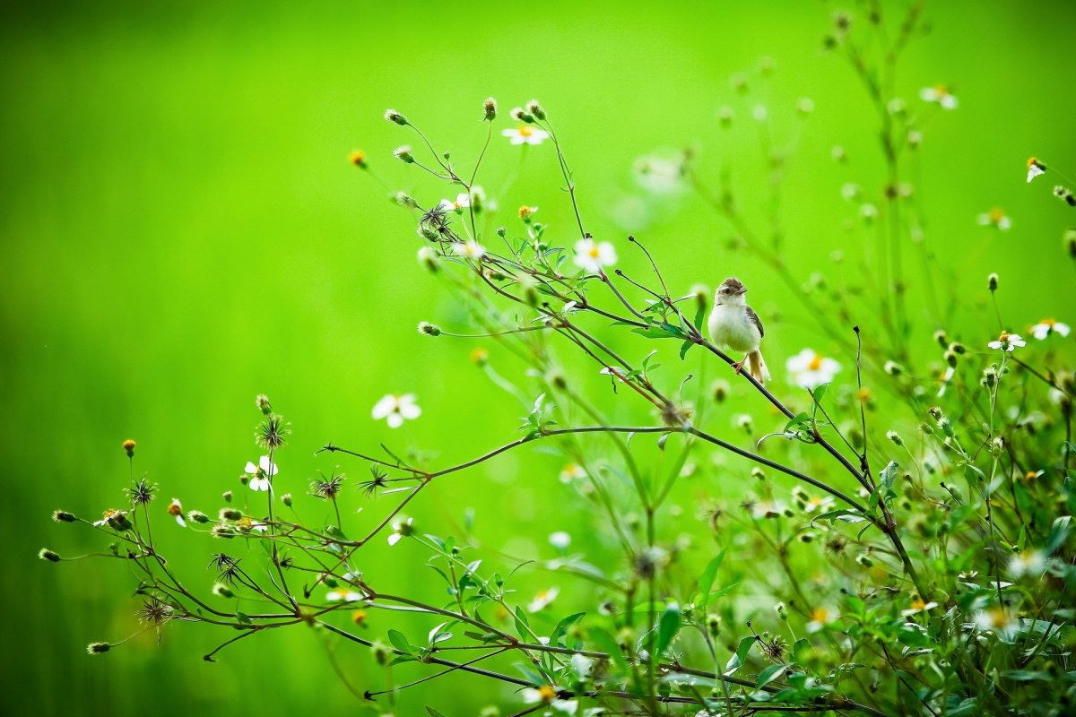 Фон птицы весной (75 фото)