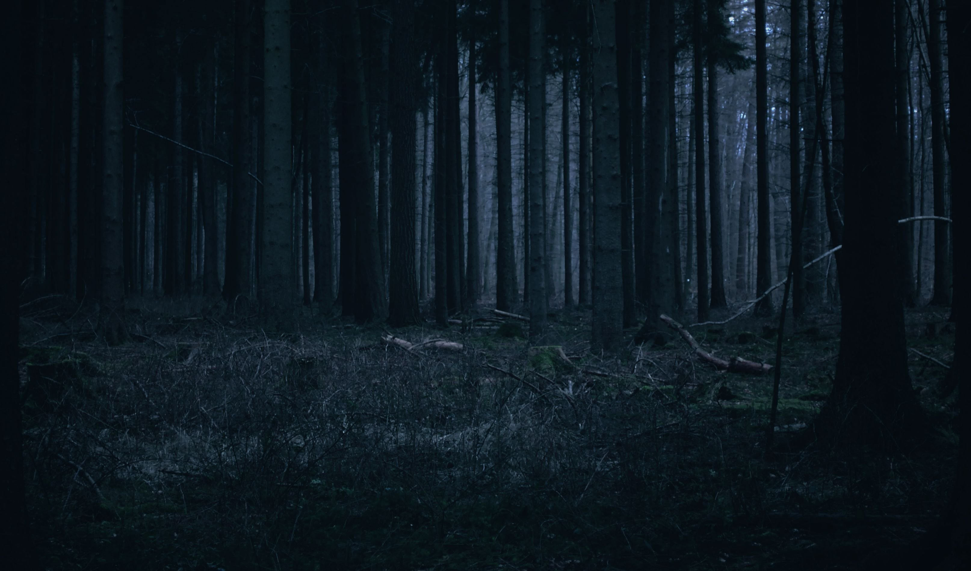 Фон страшный лес (75 фото)