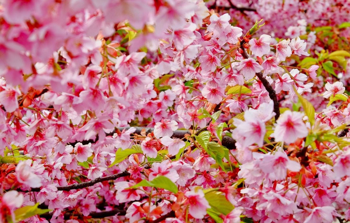 Фон цветущая вишня (60 фото)