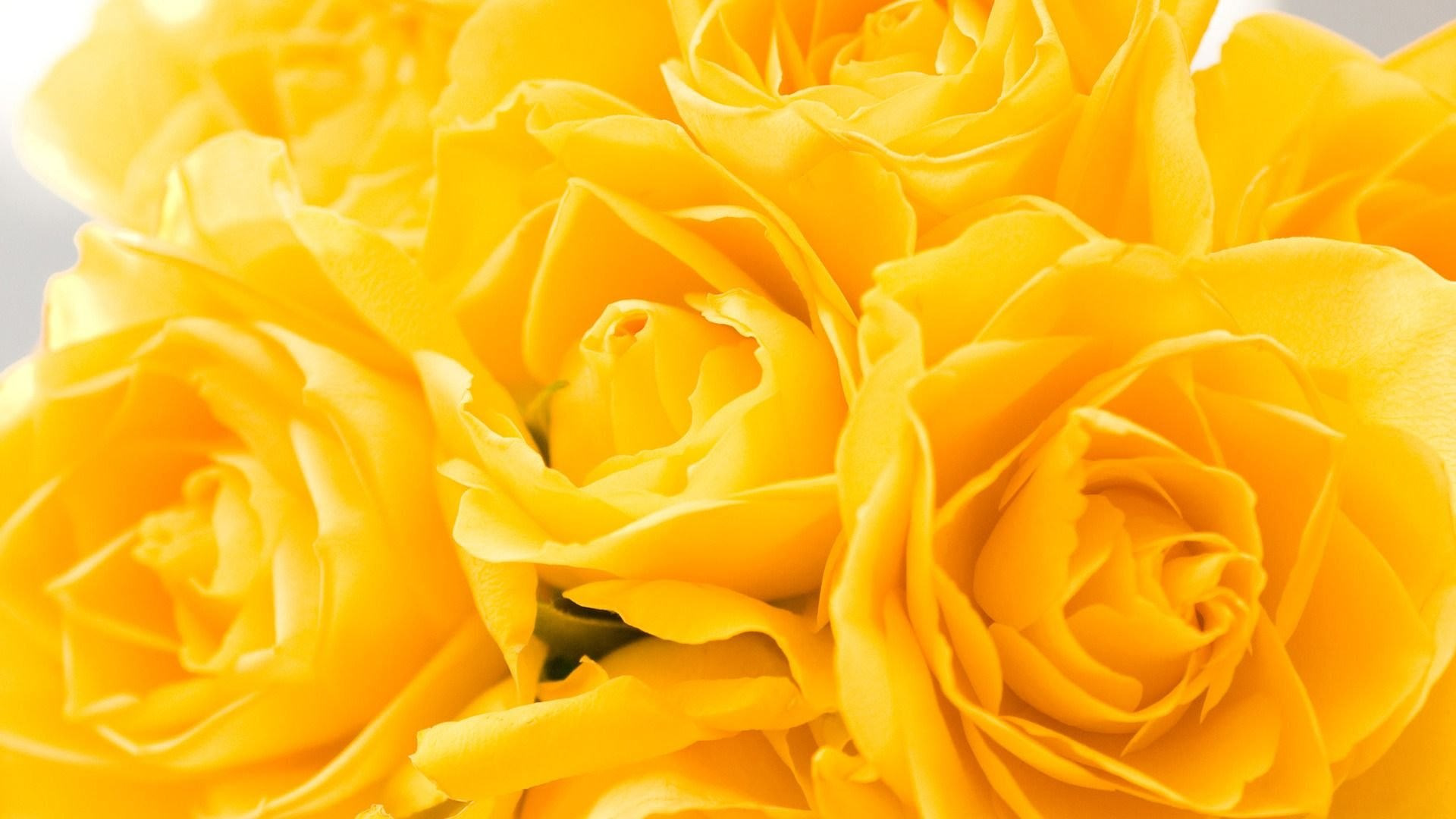 Фон желтые розы (75 фото)