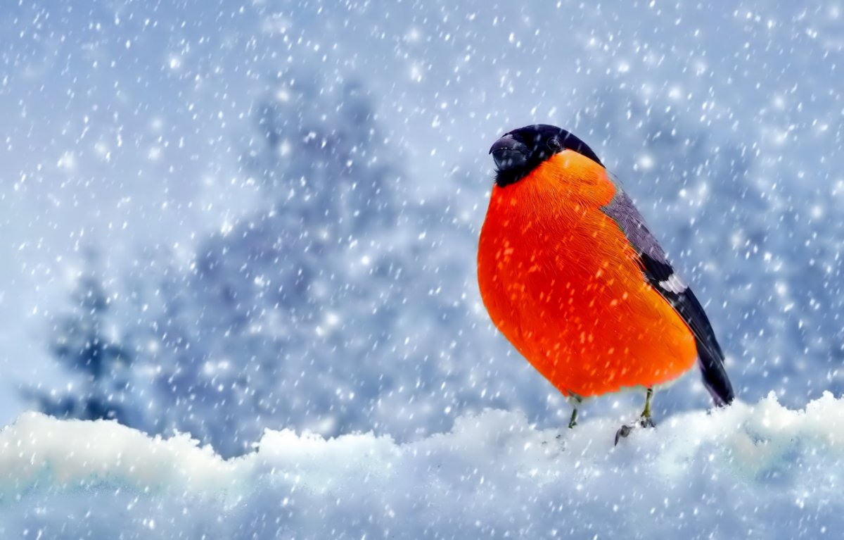 Фон зимующие птицы (75 фото)