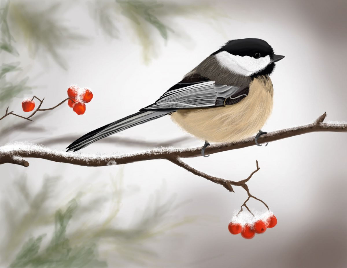 Голос зверей и птиц. Красивые птицы. Красивые рисунки животных птиц. Обои на рабочий стол зима птицы. Птицы художника Eric Shepherd.