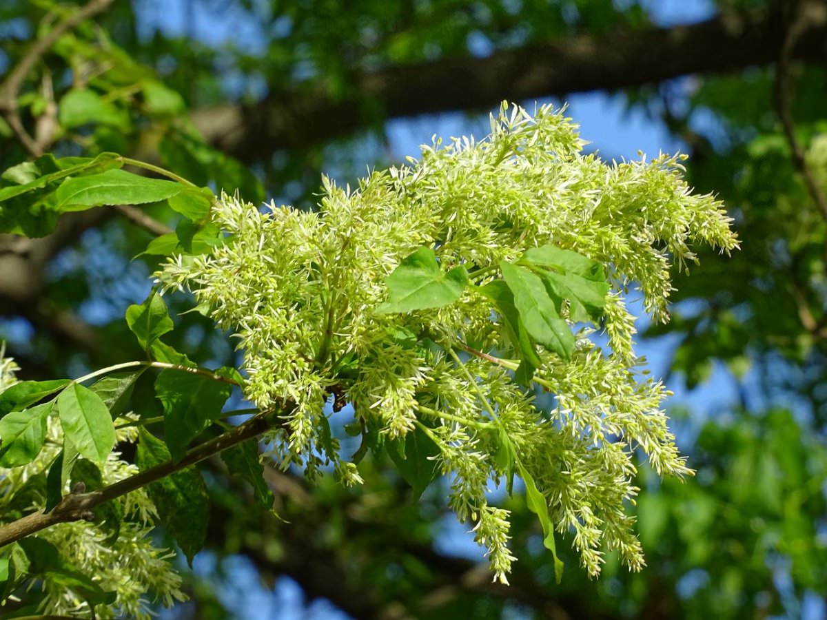 Ясень картинка. Ясень маньчжурский Fraxinus mandshurica. Fraxinus Americana листья. Ясень Крымский. Ясень обыкновенный цветет.