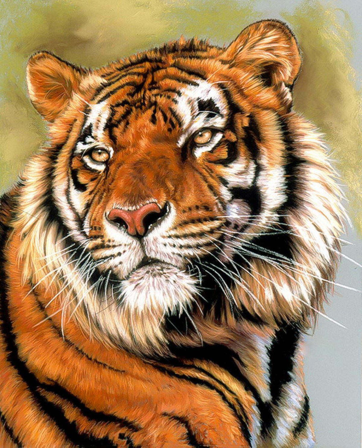 Иллюстрации тигра (70 фото)