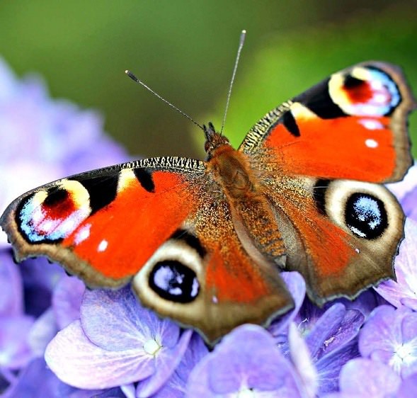 Картинки бабочек на аву (100 фото)