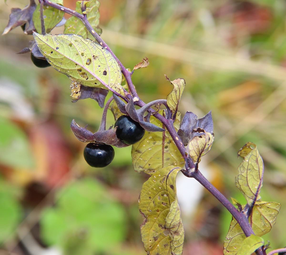 Красавка белладонна. Красавка Кавказская Atropa Caucasica. Белладонна Кавказская. Белладонна обыкновенная.