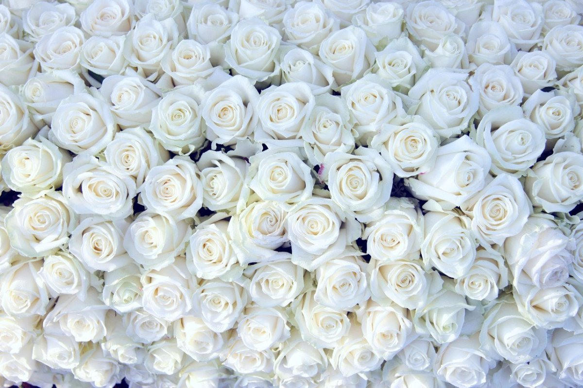 Картинки белые розы (100 фото)