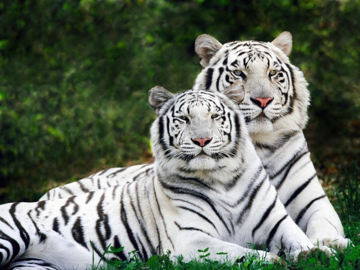 Картинки белые тигры (100 фото)