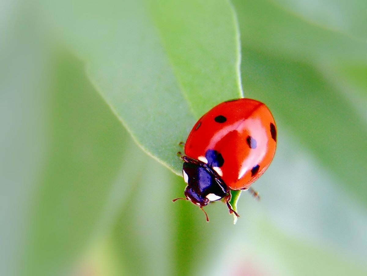 Картинки бабочек божьих коровок. Божьи коровки (Coccinellidae). Жук Божья коровка. Двухточечная Божья коровка. Глазчатая Божья коровка.