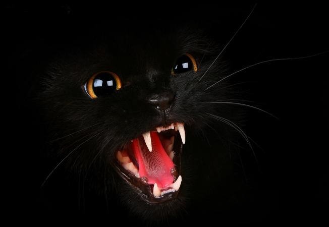 Картинки черной кошки на аву (100 фото)