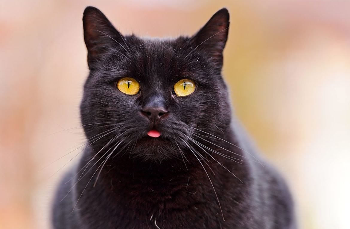 Картинки черных кошек (100 фото)
