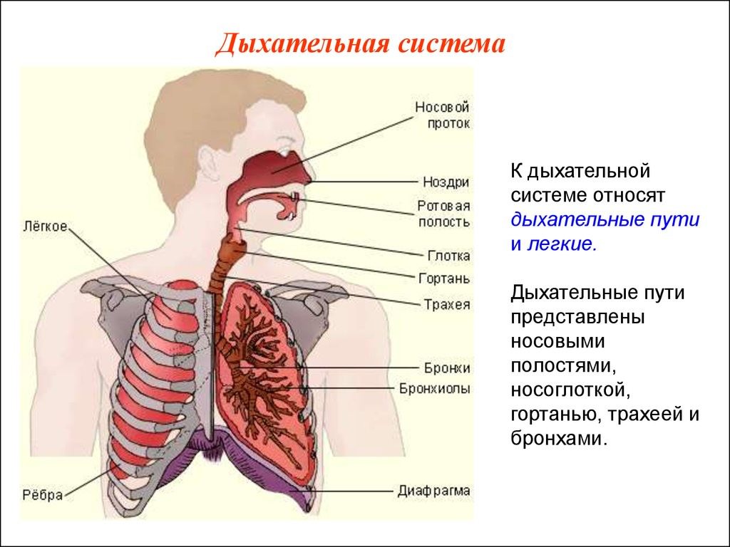 Картинки дыхательная система человека (35 фото)