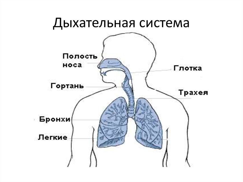 Дыхательная система презентация 4 класс