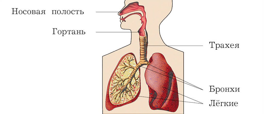 Носовая полость трахея бронхи легкие. Дыхательная система человека 3 класс. Строение дыхательной системы человека для детей. Дыхательная система схема 4 класс. Дыхательная система схема 3 класс.