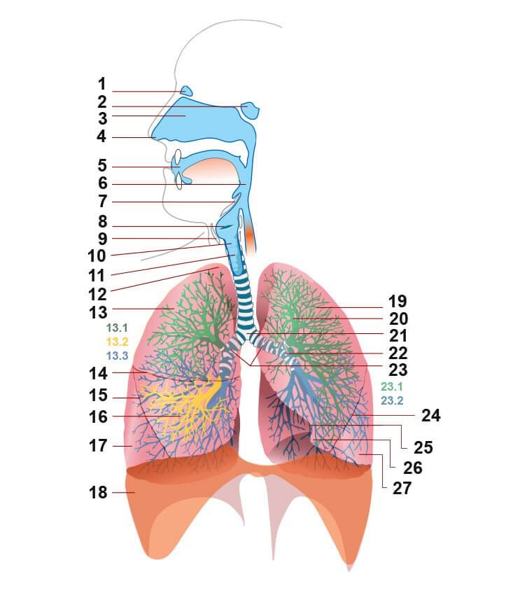 Легкие человека дыхание. Дыхательная система органов дыхания. Дыхательная система человека схема. Строение легочной системы человека. Структуры дыхательной системы рисунок.