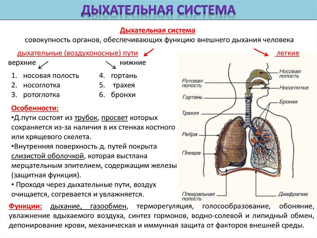 Нарисовать дыхательную систему человека