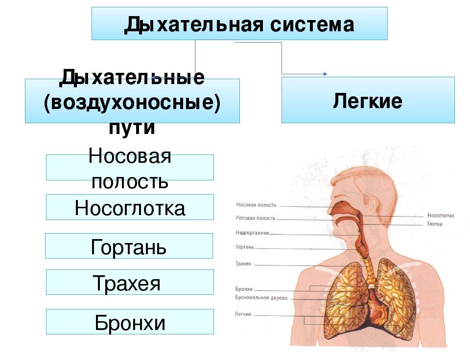 Дыхательная система человека состоит из дыхательных путей и легких стенки дыхательных путей не