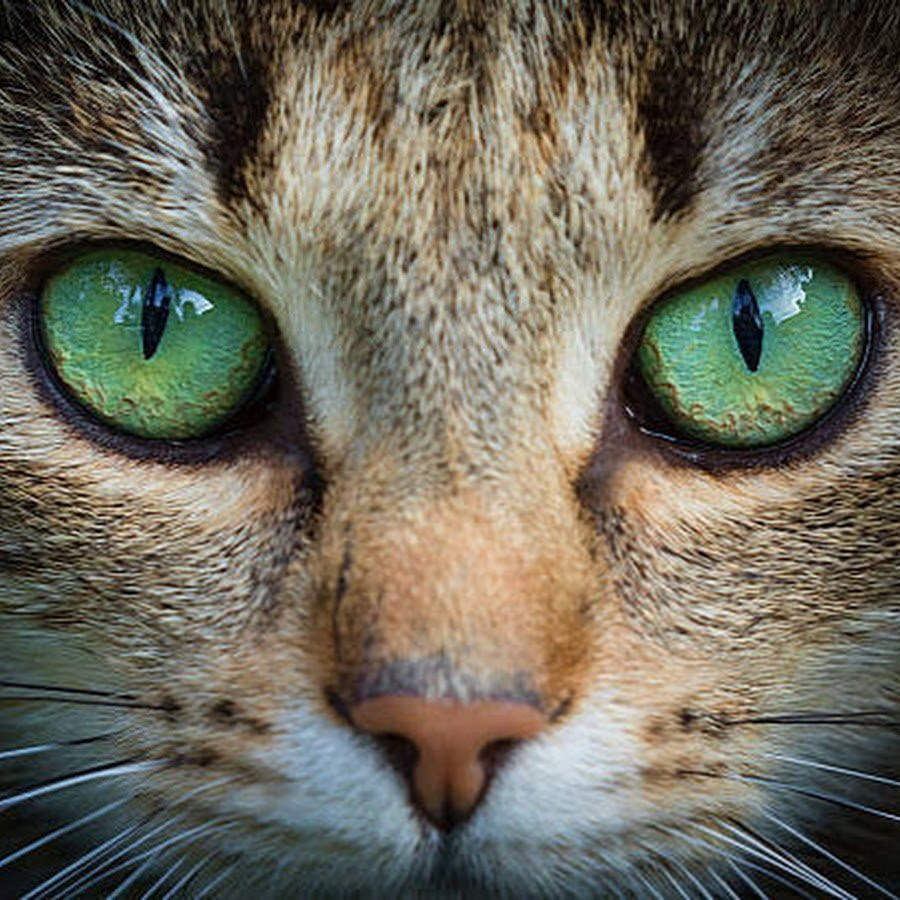 Картинки глаза животных (100 фото)