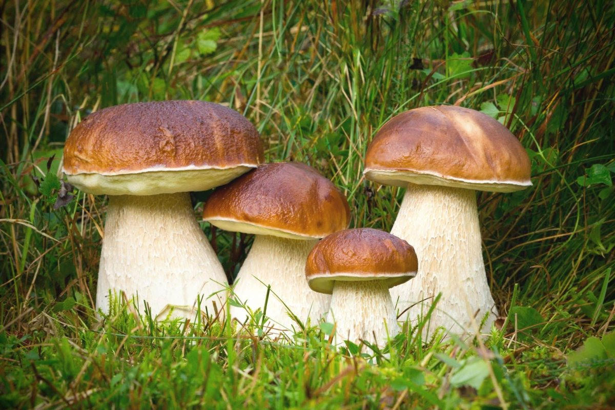 Картинки гриб боровик (100 фото)