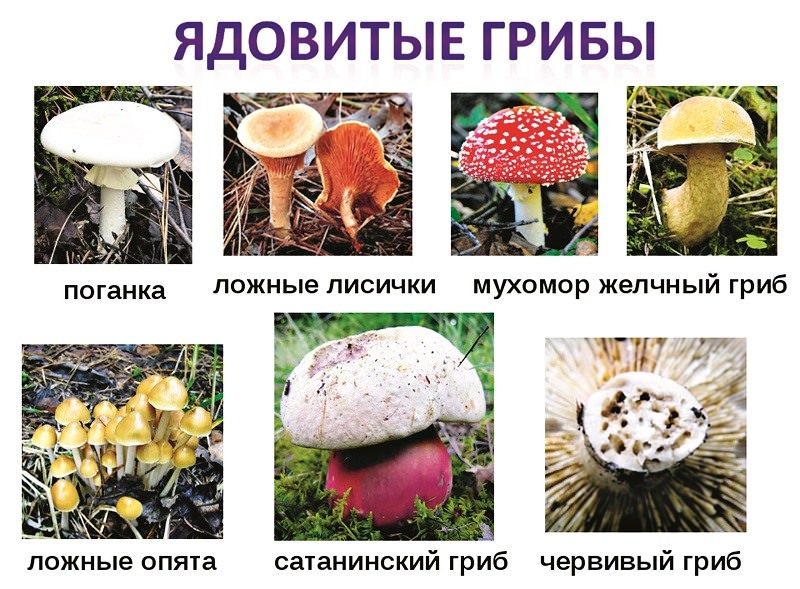 Картинки ядовитых грибов (100 фото)