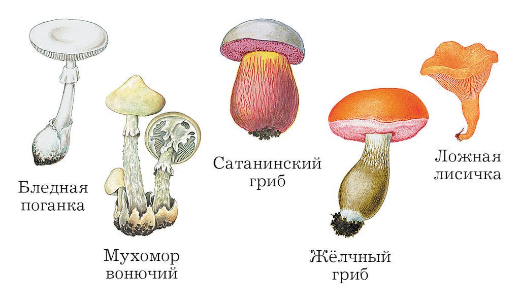 Лисичка мухомор белый гриб. Ложные грибы ядовитые. Лисички поганки. Бледная поганка и желчный гриб. Гриб Лисичка поганка.