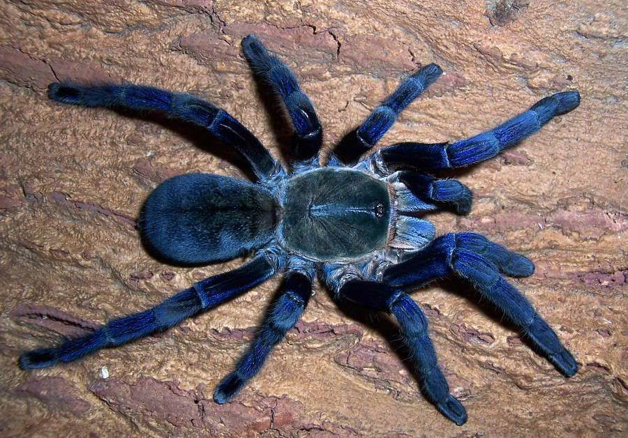 Картинки ядовитых пауков (100 фото)