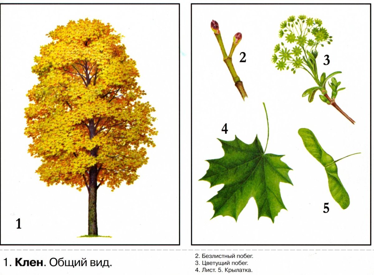 Плоды клена схема