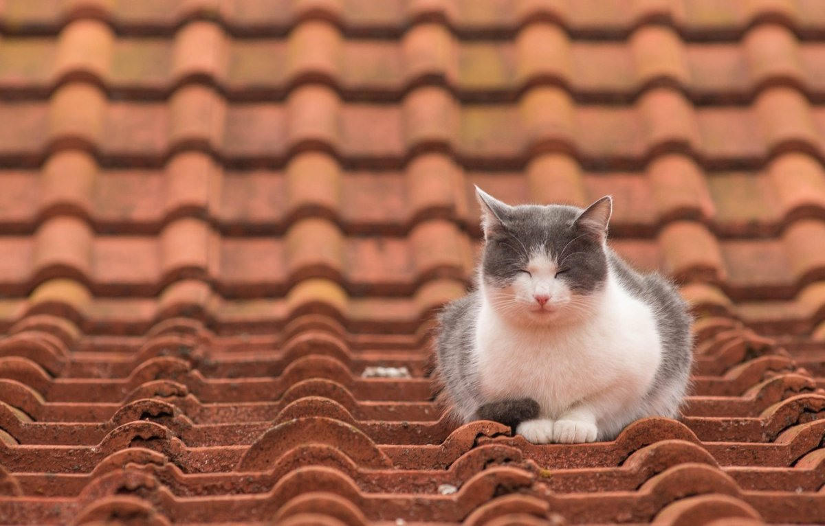 Картинки коты на крыше (65 фото)