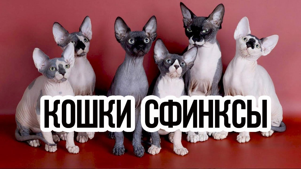 Картинки коты сфинксы (100 фото)