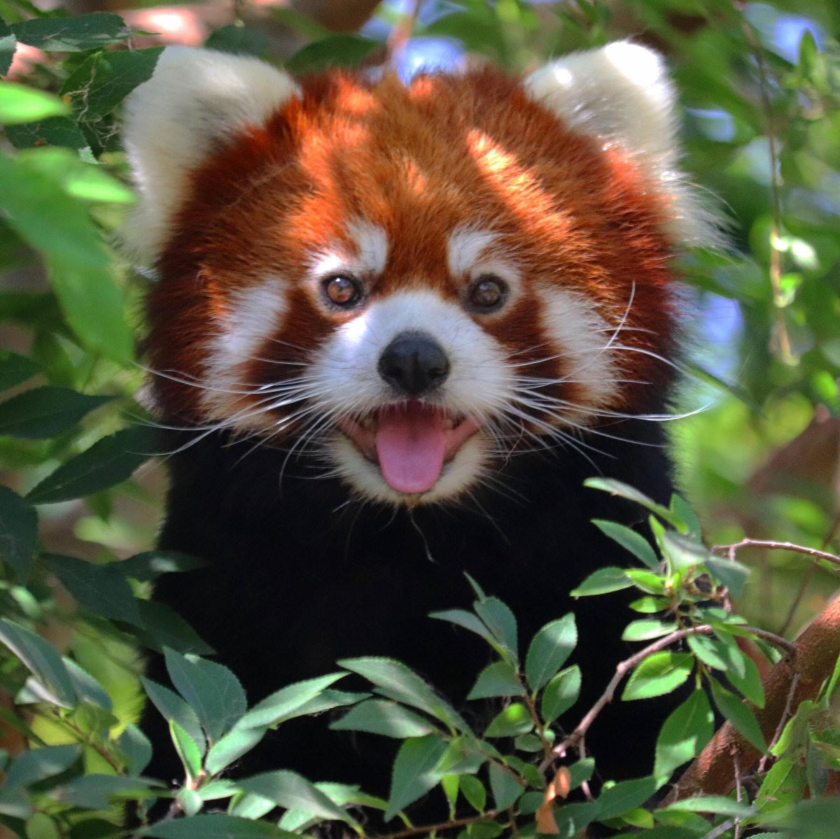 Картинки красные панды (100 фото)