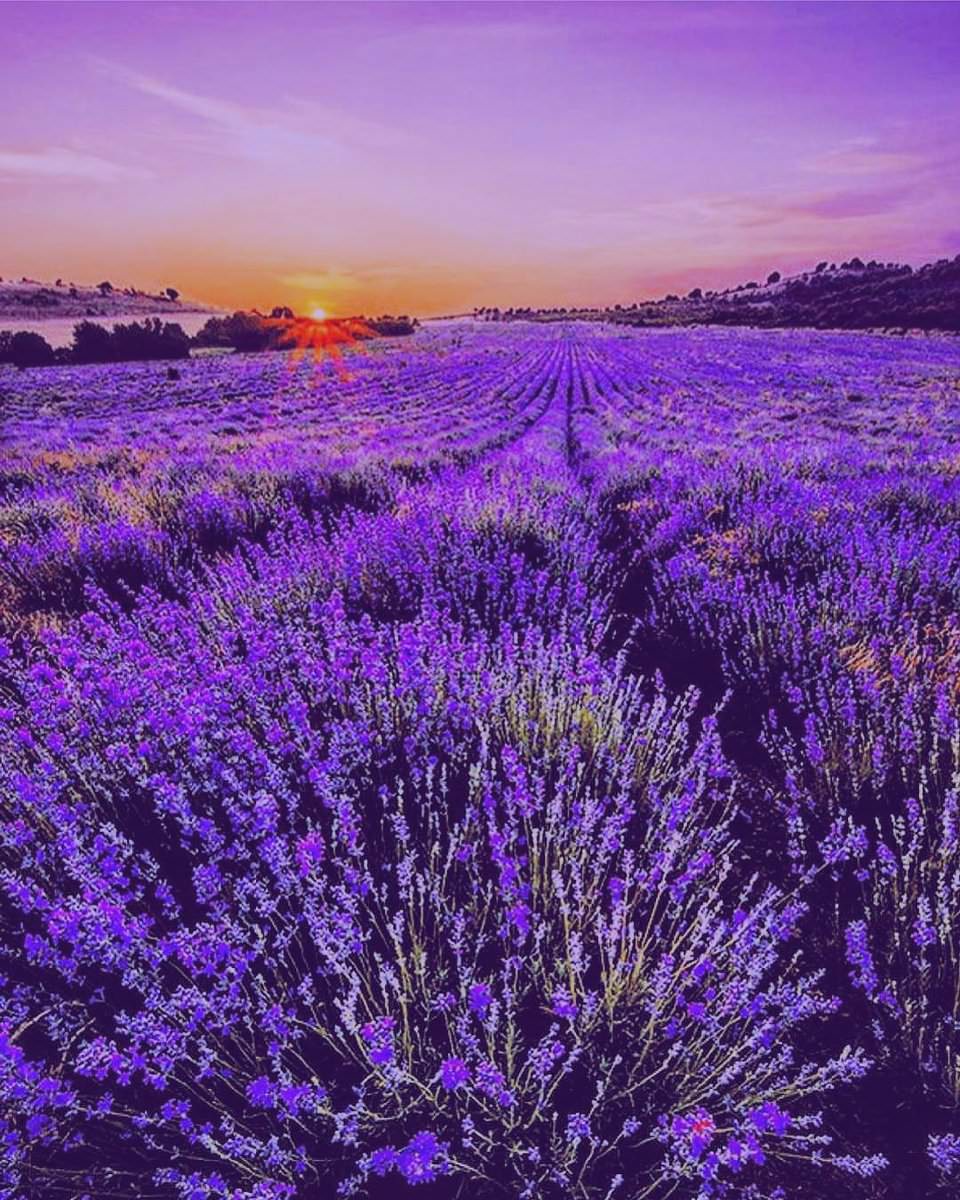 Лаванда фото цветов крупным планом