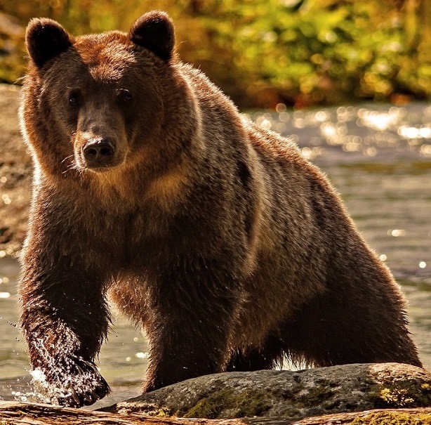 Картинки медведя на аву (100 фото)