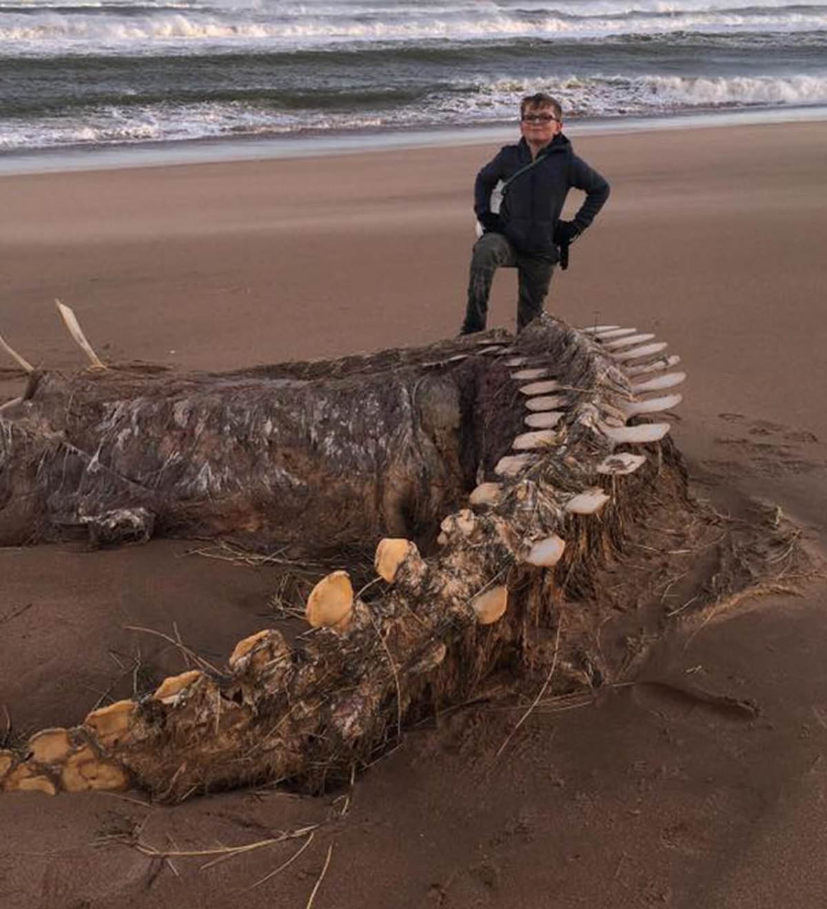 Неведомые берега. Лохнесское чудовище в Шотландии. Монстры океанов выброшенные на берег.