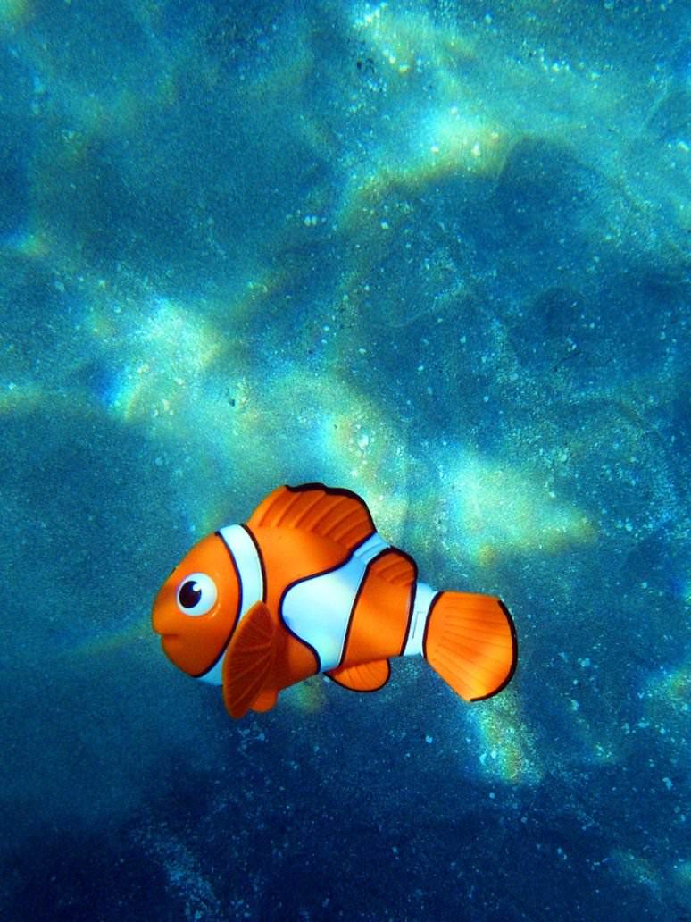 Nemo. Рыбка Немо рыбка Немо. Рыба клоун Немо. Рыбки из Немо. Рыбка красивая Немо.