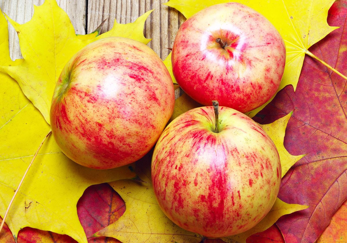 Картинки осенние яблоки (90 фото)