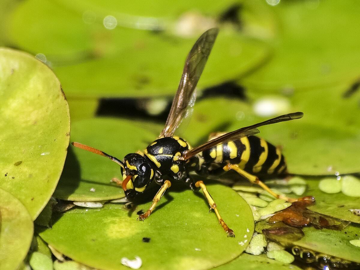 Сто оса. Самка шершня. Матка азиатского шершня. Insectoid Wasp. Wasp насекомое