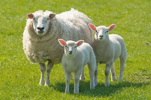 Картинки овечки (100 фото)
